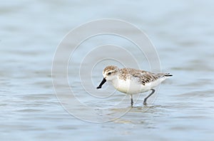 Spoon-billed Sandpiper or Critically endangered. photo