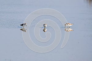 Spoon-billed Sandpiper and shorebirds at the Inner Gulf of Thailand photo