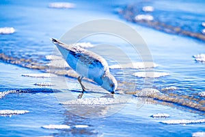 Spoon-billed Sandpiper and shorebirds at the south carolina beachVery rare and critically endangered species photo