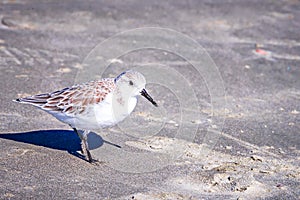 Spoon-billed Sandpiper and shorebirds at the south carolina beachVery rare and critically endangered species photo