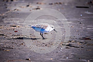 Spoon-billed Sandpiper and shorebirds at the south carolina beachVery rare and critically endangered species photo