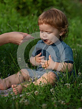 Spoon feeding baby. Cute toddler baby eating healthy food. Feeding with spoon outdoor on green grass. Summer ration