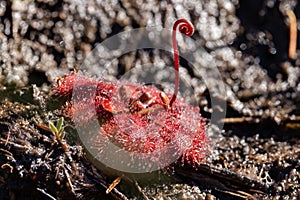 Spoon-leaf Sundew