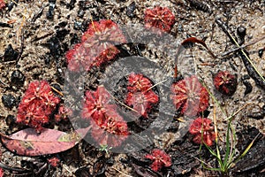 Spoon-leaf Sundews