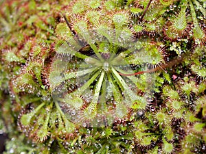 Spoon leaved sundew plant ,drosera spatulta capensis