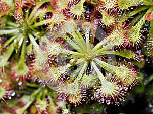 Spoon leaved sundew plant ,drosera spatulta capensis