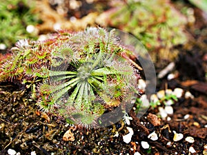 Spoon leaved sundew plant ,drosera spatulta capensis ,Fraser island Spatula sundew