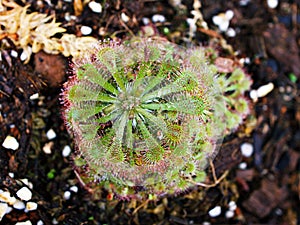 Spoon leaved sundew plant ,drosera spatulta capensis ,Fraser island Spatula sundew