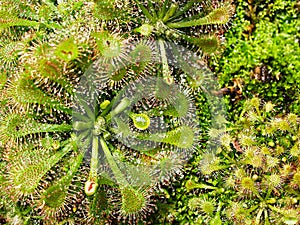 Spoon leaved sundew plant ,drosera spatulta capensis ,Fraser island Spatula sundew