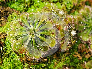 Spoon leaved sundew plant ,drosera spatulta capensis ,Fraser island Spatula sundew ,