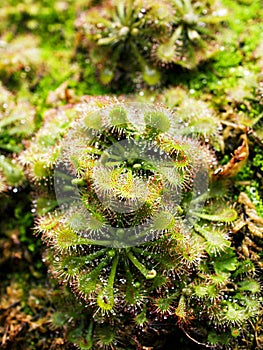 Spoon leaved sundew plant ,drosera spatulta capensis ,Fraser island Spatula sundew ,