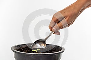 spoon in a pot, space for copy, home vegetable garden concept