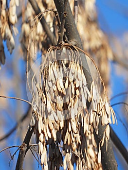 Spoon shaped fruit of ash