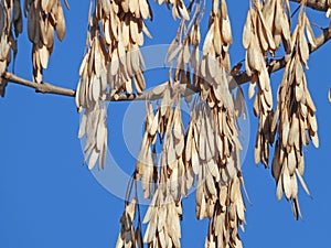 Spoon shaped fruit of ash