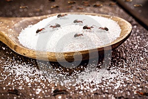 Spoon of sugar with many red ants on the table, insects indoors, sweet ants