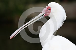 Spoonbill Bird