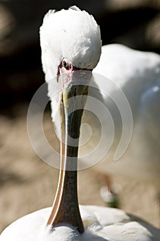 Spoonbill bird