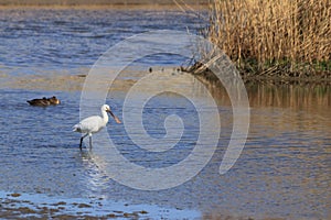Spoonbill bird looking for food in the wetlands