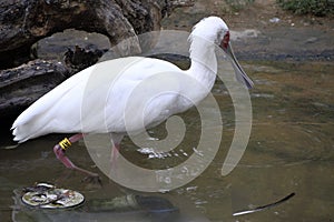 The spoonbill bird searching food in the shallow water
