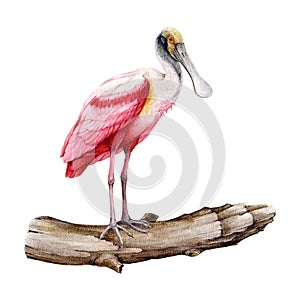 Spoonbill bird watercolor illustration. Hand drawn realistic Roseate spoonbill element. Platalea ajaja America native