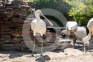 Spoonbill or common spoonbill is a wading bird of the ibis.