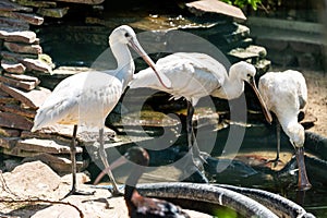 Spoonbill or common spoonbill is a wading bird of the ibis.
