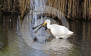 Spoonbill fishing and preening in the shallows