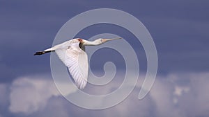 Spoonbill in Flight