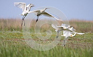 Spoonbill flock