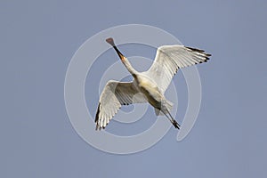 Spoonbill flying directly above