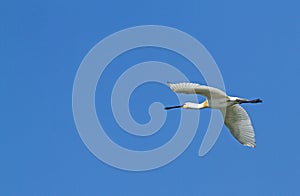 A Spoonbill