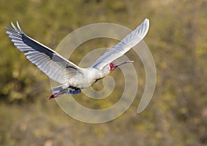 Spoonbill in full flight