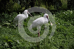 A Spoonbill on the Ground