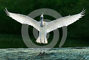 Spoonbill landing-wings stretched
