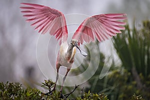 a spoonbill with long pink feathers and its wings spread wide