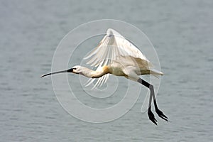 Spoonbill (Platalea leucorodia)