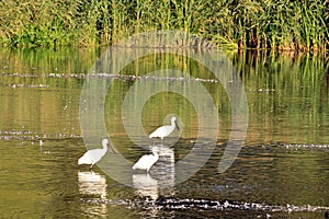 Spoonbill, Platalea leucorodia bird foraging for food in the water