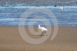 Spoonbill, Platalea leucorodia, walking on sand flat at low tide