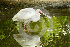 Spoonbill red-eared white bird with a wide beak walks on water in a pond