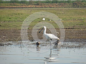 Spoonbill photo