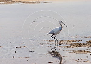 Spoonbill walking in the mud