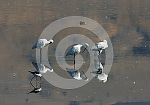 Spoonbills