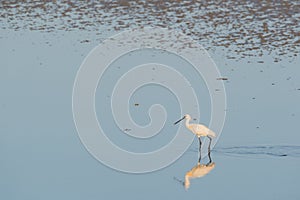 Spoonbills in Dutch wadden sea