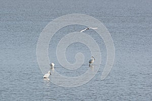 Spoonbills in Dutch wadden sea photo