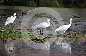 Spoonbills fishing in a lake in India