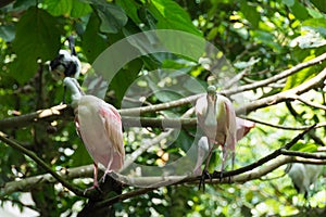 Spoonbills are a genus, Platalea, of large, long-legged wading b