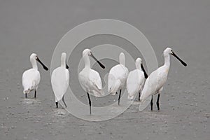 Spoonbills resting
