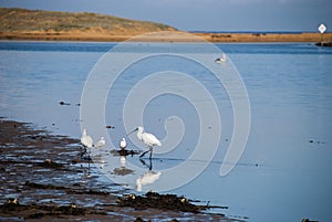 Spoonbills at the river