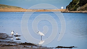 Spoonbills at the river photo