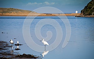 Spoonbills at the river photo